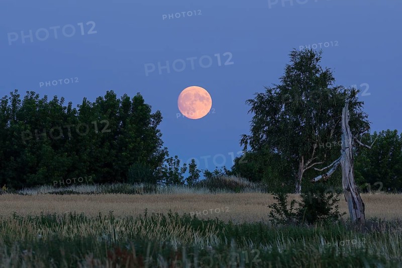 The full moon rises behind trees, evening sky on a summer night near Großenhain, Saxony, Germany