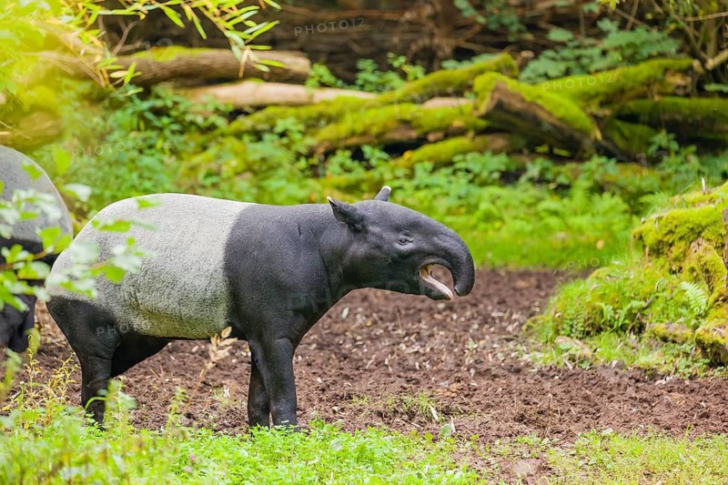 A Malayan tapir (Acrocodia indica) stands calling in a small forest clearing