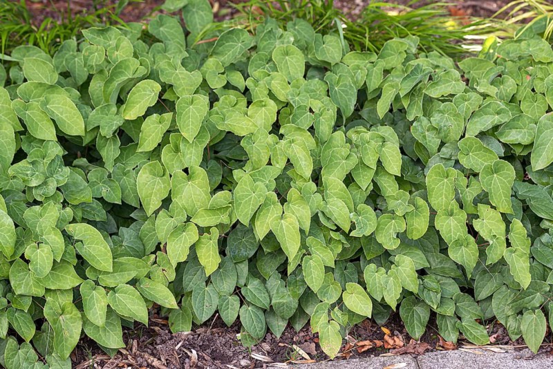 Fairy flower (Epimedium × perralchicum 'Frohnleiten')