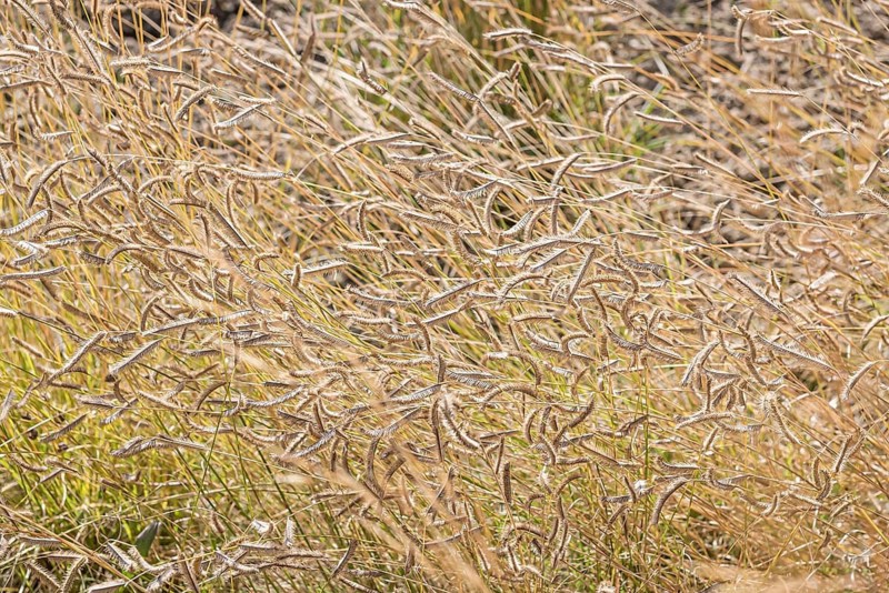 Mosquito grass (Bouteloua gracilis)