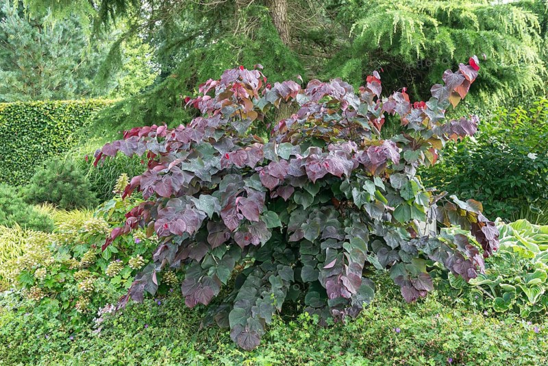 Judas tree (Cercis canadensis 'Forest Pansy'), nursery zu Jeddeloh, Germany