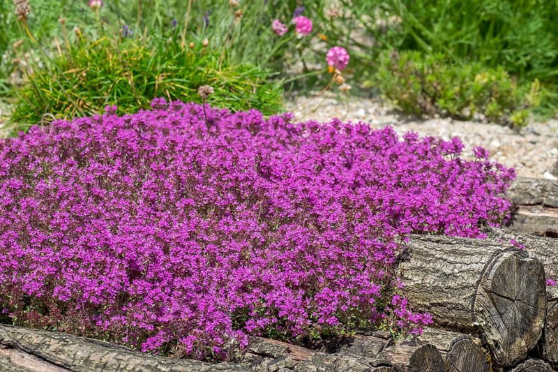 Red sand thyme (Coccineus), Münsterland, North Rhine-Westphalia, Germany