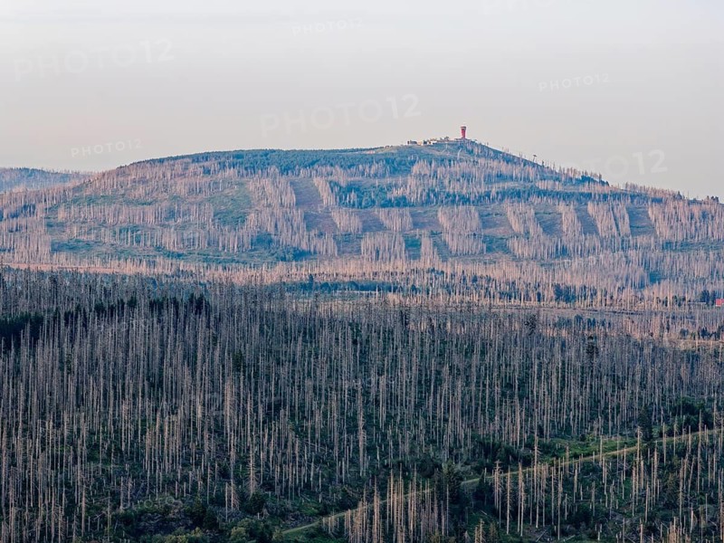Dead wood and forest in front of the Wurmberg in the countryside in the Harz National Park. aerial view. St. Andreasberg, Lower Saxony, Germany