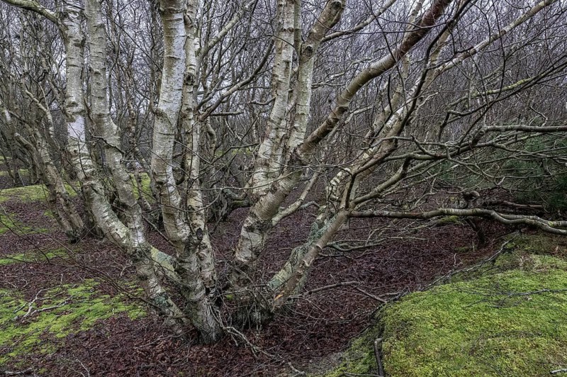 Birch trunks (Betula pendula), Amrum, Schleswig-Holstein, Germany