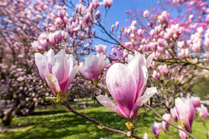 Tree blossom in spring. The magnolias (Magnolia) bloom with white, purple and pink-coloured flowers. Stuttgart, Baden-Württemberg, Germany