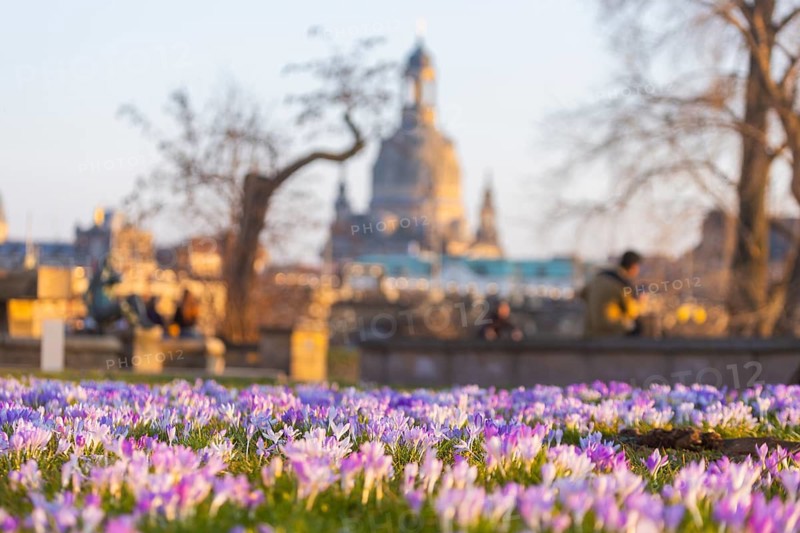 Sunbathers on the crocus meadows at the Hotel Belevue on the banks of the Elbe in Neustadt. View of the Church of Our Lady, Dresden, Saxony, Germany