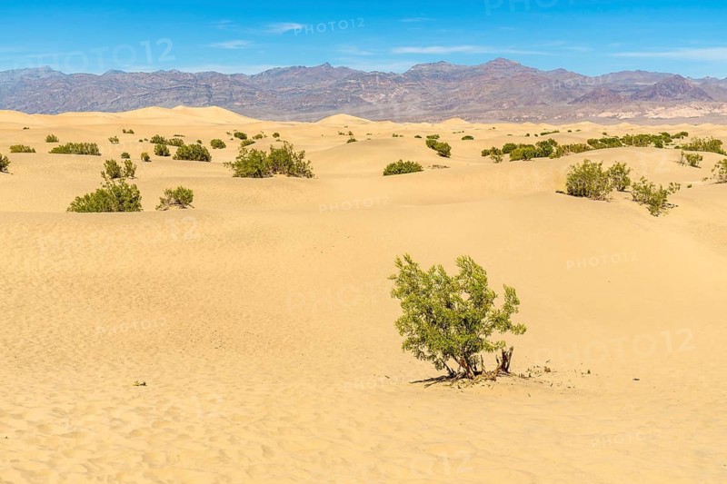 Sweeping view of the mesquite flat sand dunes creating a desert landscape with sparse green shrubs and mountains under a clear blue sky in death valley national park, california