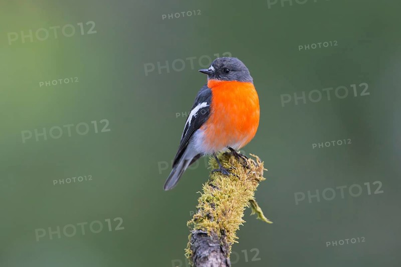Flame Robin (Petroica phoenicea) male, Victoria, Australia