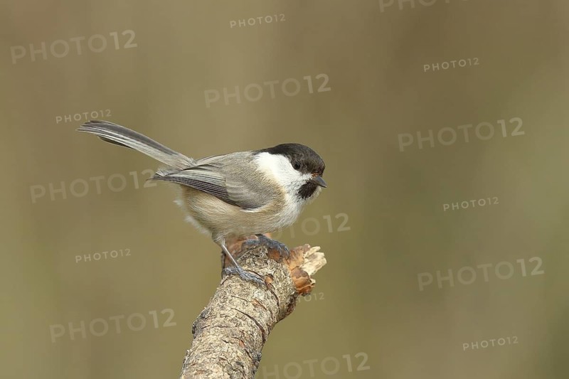 Willow Tit (Parus montanus) sitting on an old branch, Wilnsdorf, North Rhine-Westphalia, Germany