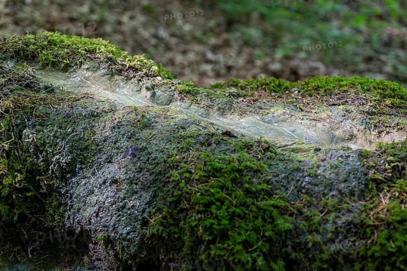 Natural phenomenon in the forest, stone channel of Roschlaub, Scheßlitz, Upper Franconia, Bavaria, Germany