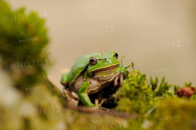 A green frog sits on mossy ground, the background is blurred, European tree frog (Hyla arborea), Bavaria