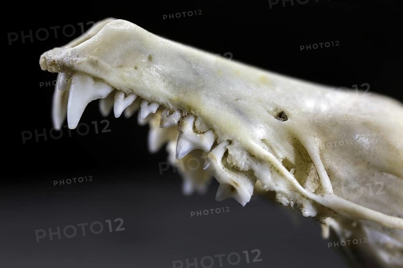 Close up upper jaw showing insectivorous spike-like incisors, front teeth and chewing molars of shrew mouse (Soricidae)