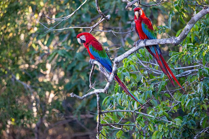 Red-and-green macaw (Ara chloropterus) Buraco das Araras Brazil