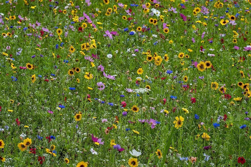 Colourful flower meadow, Münsterland, North Rhine-Westphalia, Germany