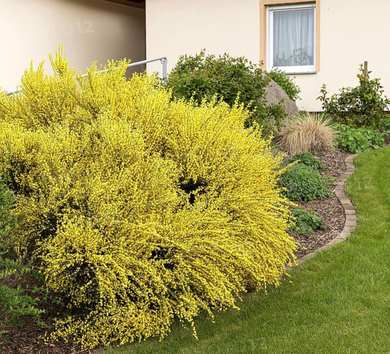 Sweet broom (Cytisus × praecox 'Allgold')