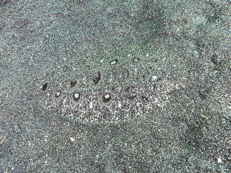 A camouflaged angler-butt (Asterorhombus fijiensis), flounder, butt, is almost invisible on the sandy seabed, dive site Secret Bay, Gilimanuk, Bali, Indonesia