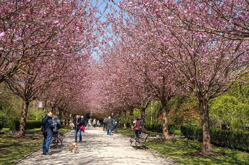 Japanese flowering cherry (Prunus serrulata), avenue with flowering trees and people, Rombergpark, Dortmund, North Rhine-Westphalia, Germany