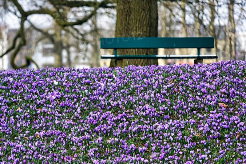 Crocus blossom, crocus meadow, sea of flowers, natural spectacle, Husum Castle Park, Husum, North Frisia, Schleswig-Holstein, Germany