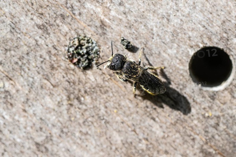 Heriades truncorum (Heriades truncorum), Emsland, Lower Saxony, Germany