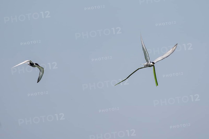 White-bearded Tern (Chlidonias hybrida), flying with nesting material, 1 bird chasing the otherDonaudelta, Romania