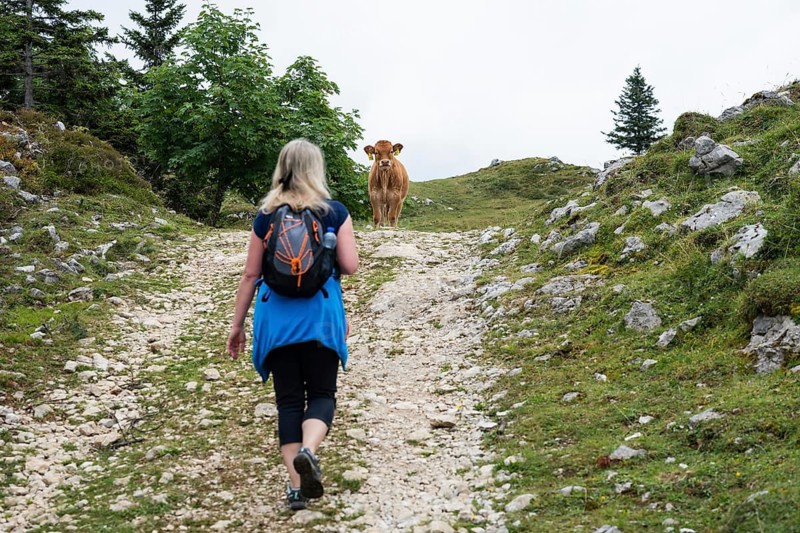 A female hiker with a backpack walks up a rocky mountain trail toward a brown calf standing in the middle of the path in Slovenia