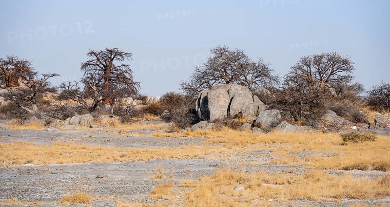 African baobab or baobab tree (Adansonia digitata), arid landscape, Kubu Island (Lekubu), Sowa Pan, Makgadikgadi salt pans, Botswana