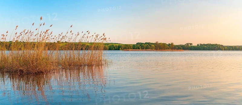 Evening at Wolletzsee, reeds glow golden in the evening light, Angermünde, Brandenburg, Germany