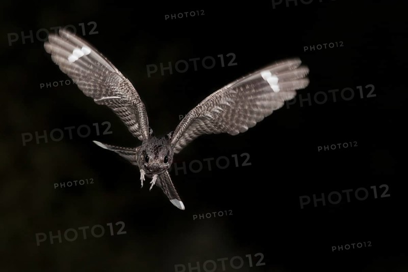 European Nightjar (Caprimulgus europaeus) male flying, Portalegre, Portugal
