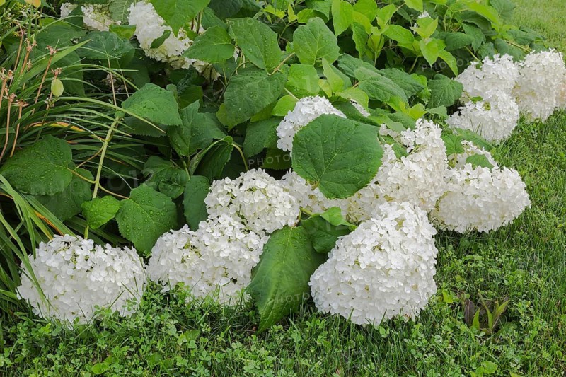 Hills of Snow (Hydrangea arborescens) shrub flowerheads hanging downward from the weight of accumulated raindrops, Quebec, Canada