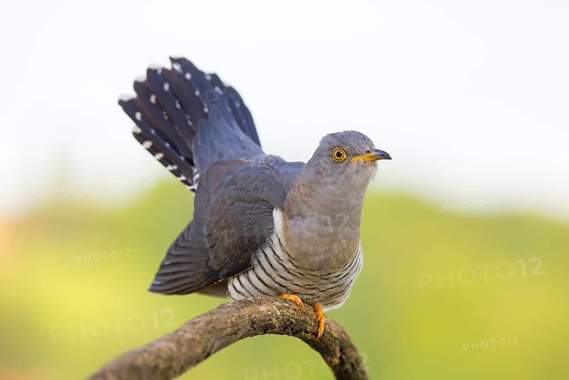 Common cuckoo (Cuculus canorus), Coucou gris, Cuco Europeo, Cuco Común, Ast, branch, Ormoz area, Ormoz, Podravska, Slovenia