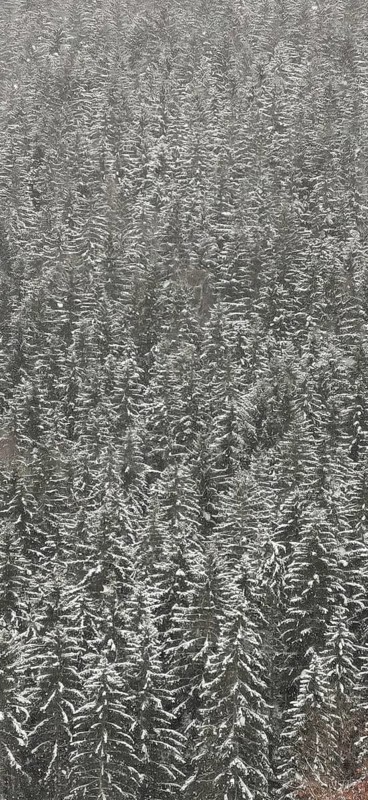 Dense snow-covered spruce forest (picea) from a bird's eye view, Franconian Forest nature park Park, Upper Franconia