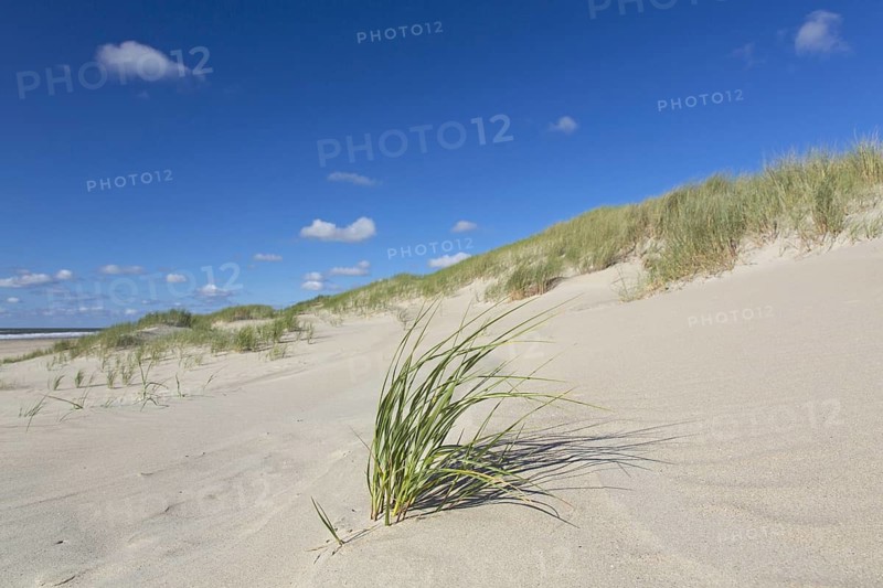 Beach and European marram grass (Ammophila arenaria), beachgrass in the dunes on Texel, West Frisian Island in the Wadden Sea, the Netherlands