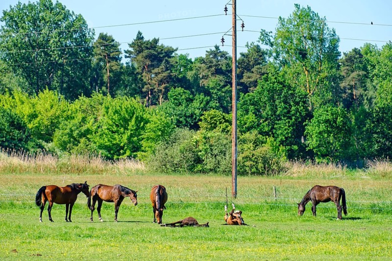 Horses in the pastures in the Ohre-Wetlands near Mieste in the UNESCO Drömling Saxony-Anhalt Biosphere Reserve. Calvörde, Börde, Saxony-Anhalt, Germany