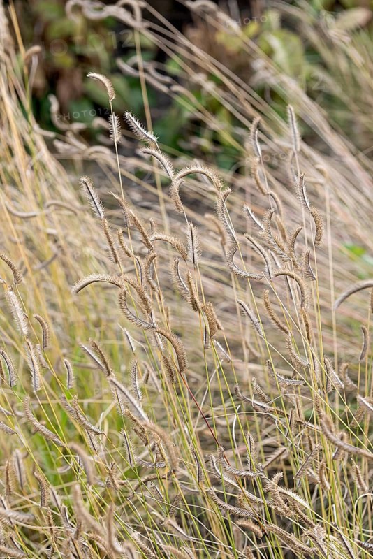 Mosquito grass (Bouteloua gracilis)
