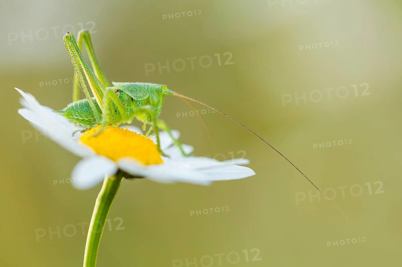 Heupferd (Nymphe), Tettigonia sp. Bush Cricket, Tettigonia sp