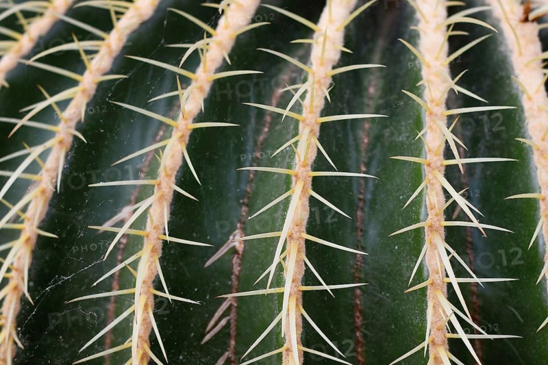 Close up of thorns of 'Echinocactus Platyacanthus' giant barrel cactus plant