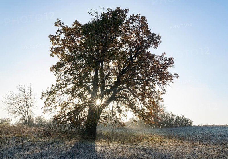 English oak (Quercus robur), solitary tree in a meadow, in autumn with yellow discoloured leaves, grass with hoarfrost, backlit with sun star, Thuringia, Germany