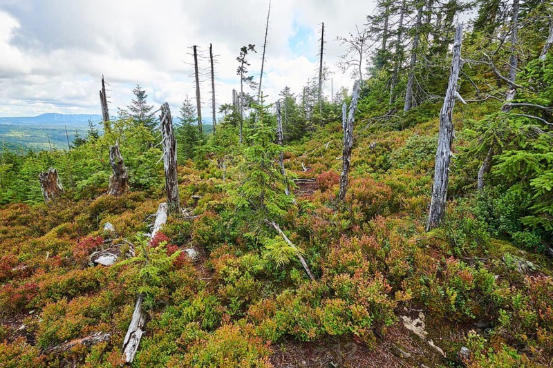 Vegetation with Norway spruce (Picea abies) and colored European blueberry (Vaccinium myrtillus) on Mount Lusen in late summer, Bavarian Forest, Bavaria, Germany