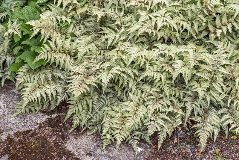 Japanese rainbow fern (Athyrium niponicum var. pictum)