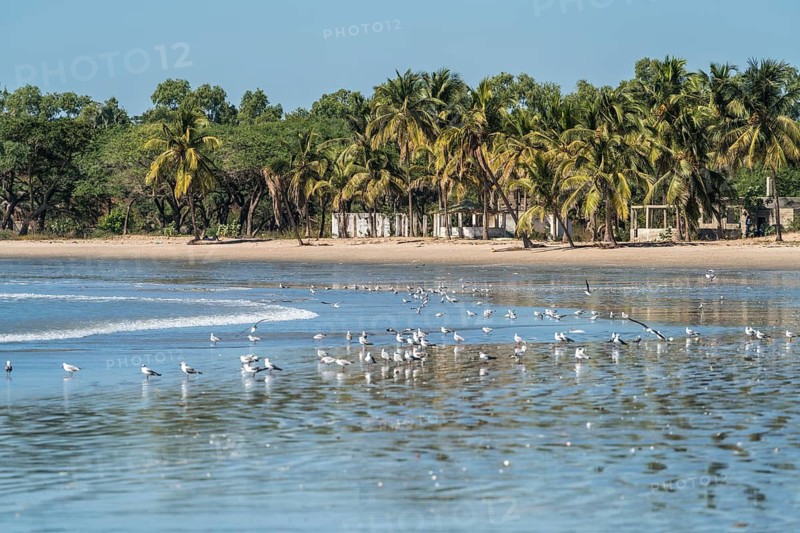 Palm trees and seagulls on the beach of Sanyang, Gambia, West Africa