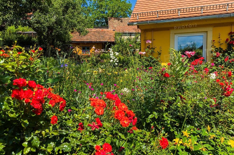 A landscaped natural garden with a house in a nature reserve on the edge of a village, Bannewitz, Saxony, Germany