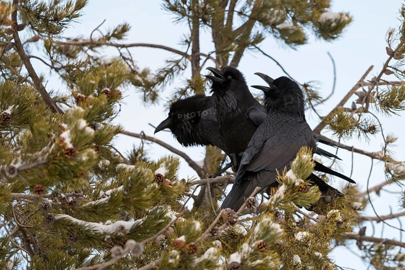 Northern Raven (Corvus corax) pair displaying, Wyoming, USA