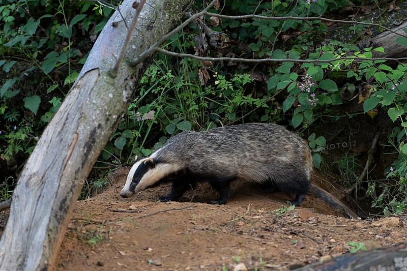 Badger (Merles merles) on a building site, Wittlich, Rhineland-Palatinate, Germany