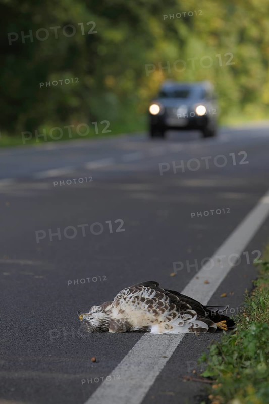 Mäusebussard, lat. Buteo buteo, durch die Kollision mit einem Auto ums Leben gekommen