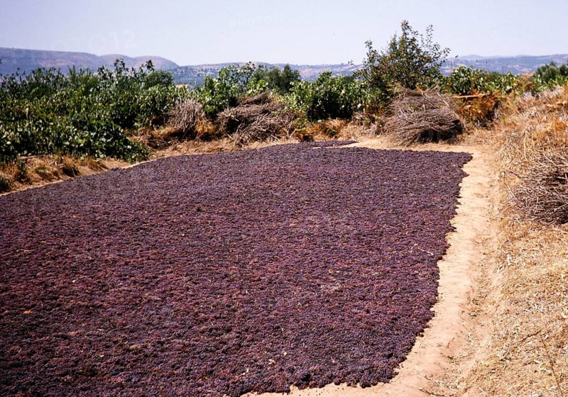 Red grapes laid out in the field to dry in the sun to make sultanas or currants, Greece 1964