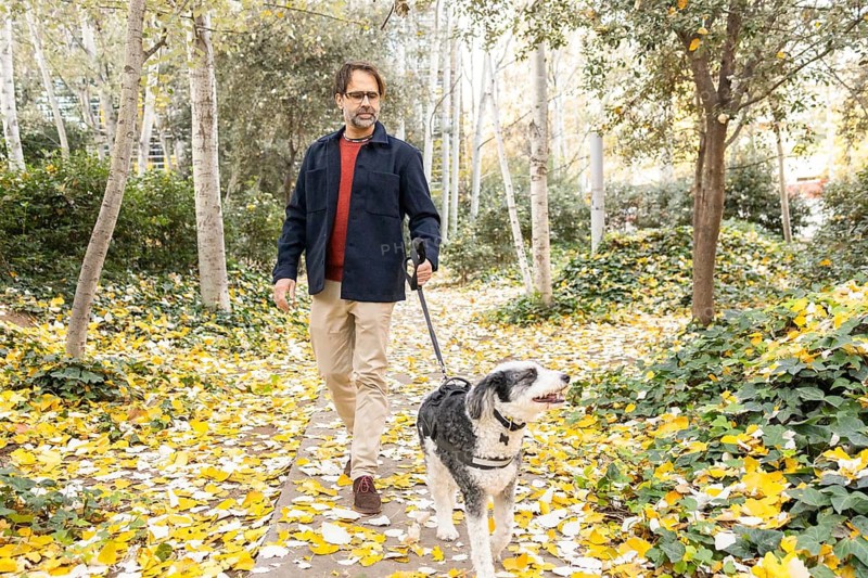 A middle-aged man walks his dog down a picturesque path lined with fallen yellow leaves in an urban park setting, depicting a calm and serene outdoor activity