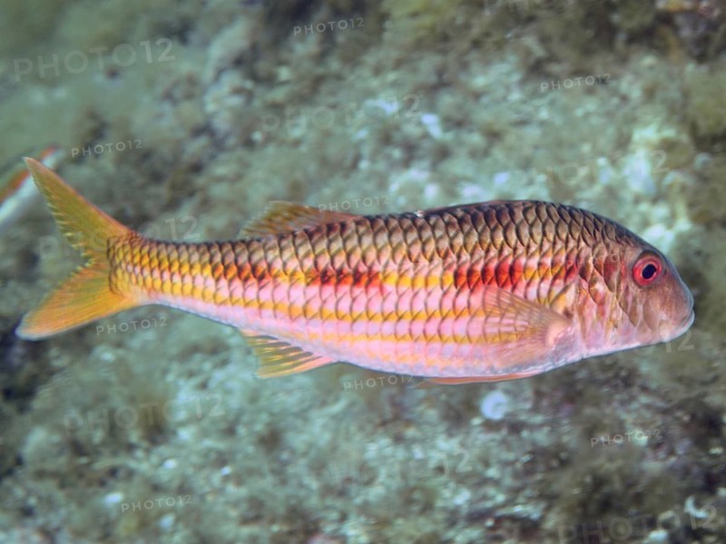 A fish with red-yellow scales, striped barb (Mullus surmuletus), swimming in clear water, dive site peninsula Giens, Mediterranean Sea, Porquerolles, Provence, Côte d'Azur, France
