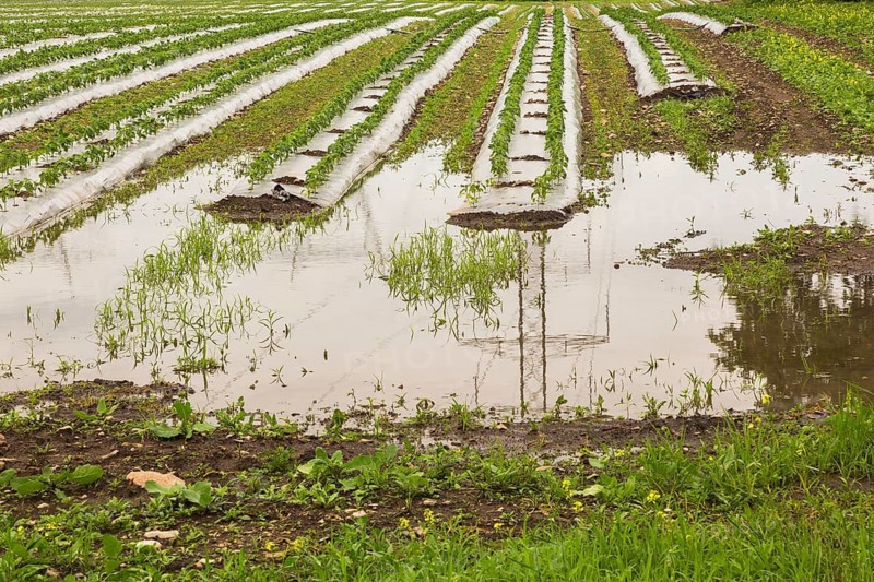 Young vegetable crops protected by plastic sheeting growing in field flooded and damaged by heavy rainfall due to climate change in summer, Quebec, Canada