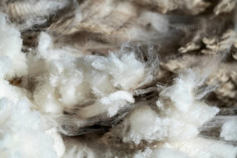 Freshly sheared sheep wool, close-up of raw wool with natural fibers in shades of white and gray, Tierra del Fuego, Argentina