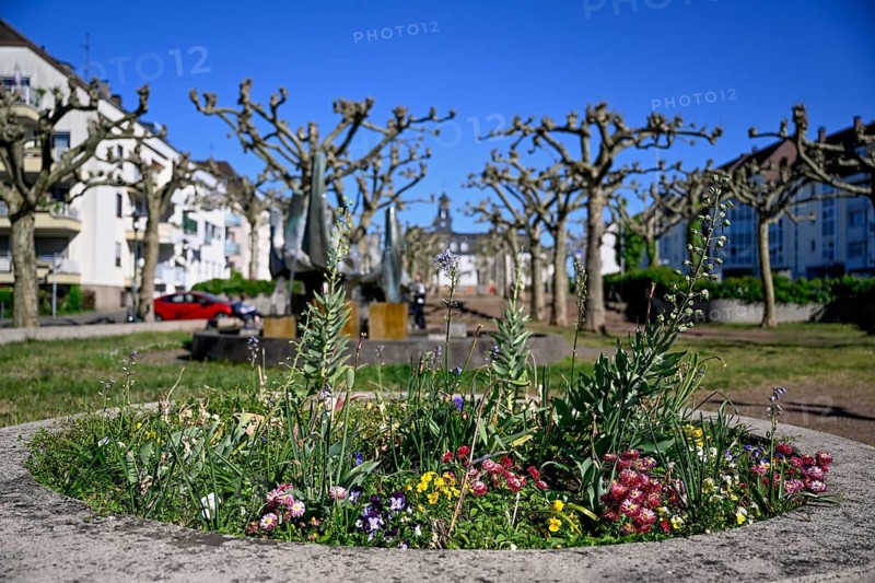 Flowers at Nanteser Platz, in the background the town hall, Saarbrücken, Saarland, Germany